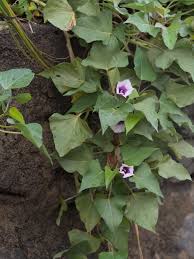 Image result for Ipomoea barteri