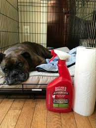 These cleaning products utilize natural enzymatic bacteria that feed on the organic matter (such as the dog poop) until they are totally gone. How To Clean Up Dog Diarrhea And Vomit The Right Way Your Dog Advisor