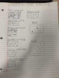 Drawings Of Connective Tissue Basic Anatomy And Physiology Connective Tissue Drawing Nursing Students