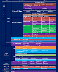 48 Systematic Antimicrobial Spectrum Of Activity Chart