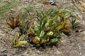 Image result for Elephantorrhiza elephantina