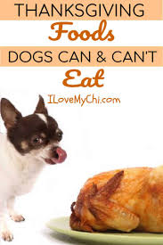 You can say «happy thanksgiving!» #2 ужин на день благодарения. Thanksgiving Foods Dogs Can And Cannot Eat I Love My Chi