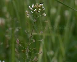 Image result for Capsella