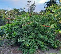 Image result for Combretum microphyllum
