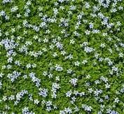 Image result for Isonema infundibuliflorum