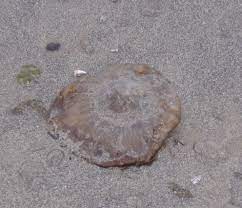 .creatures prints large deep sea creatures round sea creatures antarctica sea creatures sea creatures silhouette fish sea urchin beach sand creatures pink sea creatures. More Jelly Blobs On The Beach Bay To Beach Life
