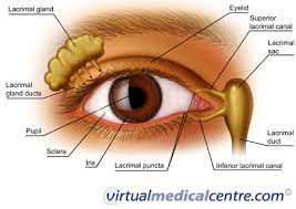 Parts of the eye for applying makeup. Vision And The Eye S Anatomy Healthengine Blog
