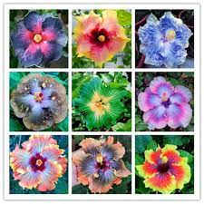 Buy 200 Pcs Hibiscus Seeds Free Shipping Hibiscus Tree Hibiscus Rosa Sinensis Flower Seeds
