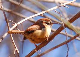 There are 2,000 bird species globally that feed on nectar, the insects, and the spiders associated with nectar bearing flowers. South Carolina State Bird Carolina Wren