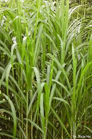 Rückschnitt erst im märz/april auf 20 cm, wenn die neuen triebe diese höhe erreicht haben. Miscanthus Giganteus Aksel Olsen Miskant Olbrzymi Aksel Olsen