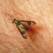 Essential Oils To Repel Deer Flies Ehow Deer Fly Home Remedies For Mosquito Yellow Flies