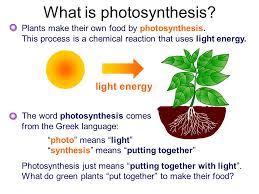 Upload, livestream, and create your own videos, all in hd. What Is Photosynthesis Eschool