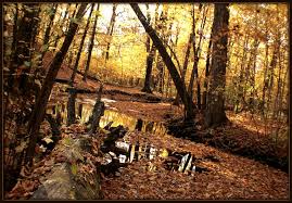 1 Hobbs Woods In Fond Du Lac County Country Roads Wisconsin Travel