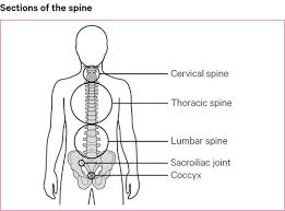 Antimony's geometry engine uses functional representations for solid modeling. Back Pain Causes Exercises Treatments Versus Arthritis