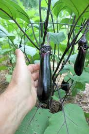 Saturday Spotlight Millionaire Eggplant Eggplant Eggplant Varieties Garden Inspiration