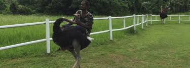 Jelita ostrich farm has been certified by the malaysia book of records ad the first ostrich farm in malaysia.located on a 4.2. Jelita Impian Ostrich Farm