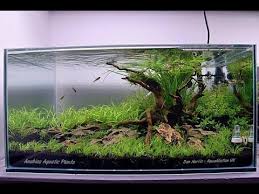 Aquascape New Beginnings Step By Step Aquascaped By Dan Harris Poweredbyanubias Youtube Aquascape Aquascape Aquarium Aquarium Set