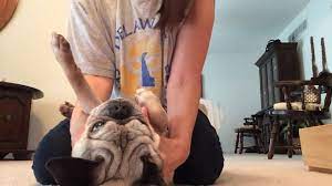 Exercises For Idiopathic Vestibular Disease Youtube