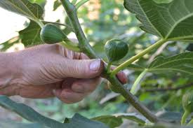 Overall health (pests, soil, water, nutrients, sunlight) added bonus #6. Are You Stuck With A Tree Full Of Unripe Figs The Italian Garden Project