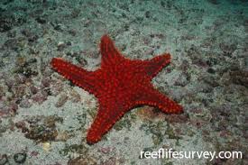 Image result for Pentanisia sykesii