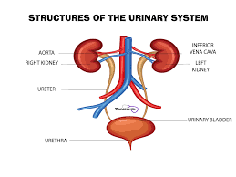 Medical Terminology For The Urinary System Nursecepts