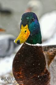 Mallard Duck More Ordekler