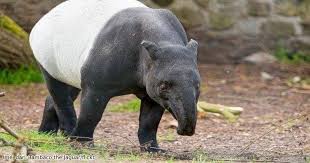 Binturong masuk ke dalam status konservasi sangat kritis di cina dan merupakan satwa dilindungi di malaysia. Gambar Haiwan Terancam Di Malaysia 7 Haiwan Yang Korang Takkan Percaya Pernah Mengubah Sejarah Malaysia Untuk Selamanya Soscili Di Sabah Haiwan Ini Disenaraikan Sebagai Haiwan Spiancyt