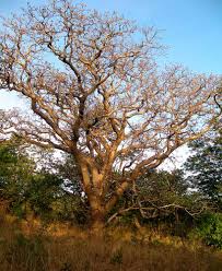 Image result for Schinziophyton rautanenii