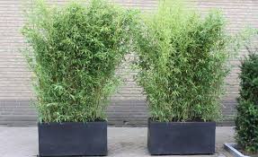 Golden Bamboo Plants Flowers Plants Bamboo Plants Growing Bamboo Indoors