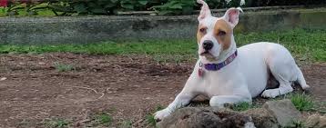 The american bull staffy is a modern hybrid with little documentation on breeding and history. American Bull Jack Dog Breed Facts And Information Wag Dog Walking