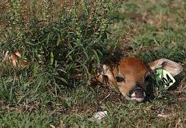 Baby deer coloring pages funycoloring. Deer Coloring Pages From Whitetail Deer Of Texas