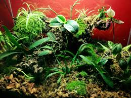 I Built An Orchid Terrarium From My Old Aquarium Orchid Terrarium Orchids Foliage Plants