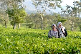 Kebun teh wonosari lawang malang. Asyiknya Bermain Di Kebun Teh Wonosari Lawang Kompasiana Com