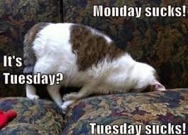 Image result for funny tuesday cat memes