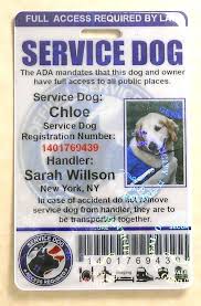 Thundering Dogs Accessories Simple Dogstagram Dogcostumeshusky Service Dogs Psychiatric Service Dog Dog Id