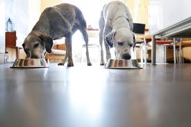 the best dog food, according to experts