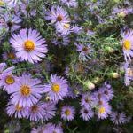 Plants bloom with clusters of lavender flowers in spring and make pods second summer after seeds are sown. Best Bee Friendly Plants For Austin Urban Programs Travis County