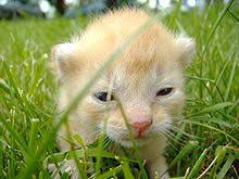 Was der eine als spannend und aufmerksam empfindet, lässt im anderen ein eher unangenehmes gefühl aufsteigen. Katzenjunges Wikipedia