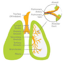 Lung cancer can be life threatening, but successful treatment is possible with an early diagnosis. Lung Cancer Canada Lung Cancer Canada