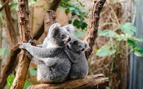 We Ve Lost Over 60 Percent Of The World S Wildlife In The Past 40 Years Here S How We Can Help Stop The Destruction Koala Bear Australian Animals Koala