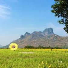 Bunga matahari hanya ada dalam bulan november, disember dan januari sahaja setiap tahun. 51 Bangkok Ideas Bangkok Trip Advisor Lopburi