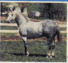 For TBT: Easter King 1. The following are excerpts from “King P-234  Cornerstone of an Industry” by Frank Holmes In the Midwest, the decade of  the '60s saw the birth of the