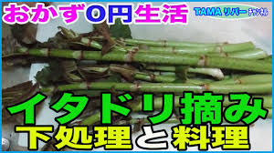 おかず0円生活 イタドリ摘み 下処理からの料理 Youtube