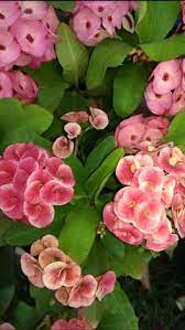 Crown of thorns in the kjv bible. Crown Of Thorns