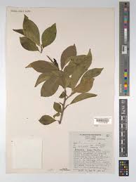 Image result for Excoecaria bussei