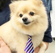 We did not find results for: Pet Grooming And Spa Services In Morristown Nj Morris Animal Inn