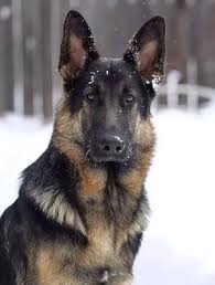 5 Easy Natural Ways To Ease Your Dog S Arthritis Dogtime German Shepherd Dogs German Shepherd Beautiful Dogs