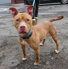 Adopt Olive Oyl 34652 On Petfinder Dog Adoption Adoption Humane Society
