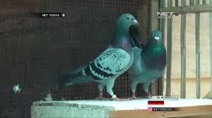 Beli mie burung dara online berkualitas dengan harga murah terbaru 2021 di tokopedia! Keuntungan Beternak Merpati Pos Net Yogya Youtube