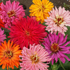 Ti amo tesoro, non vedo l ora di essere a casa con te e i cani, tutto ci che ho bisogno ha. Zinnia A Fior Di Cactus I Migliori Semi Da Fiore Bestprato Com